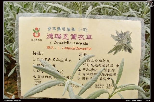 雲林古坑-耐斯集團-羅莎玫瑰莊園