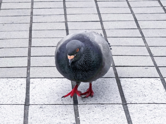 鳩,鳥,新宿駅前〈著作権フリー無料画像〉Free Stock Photos 
