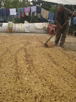 Roberto turning the coffee beans