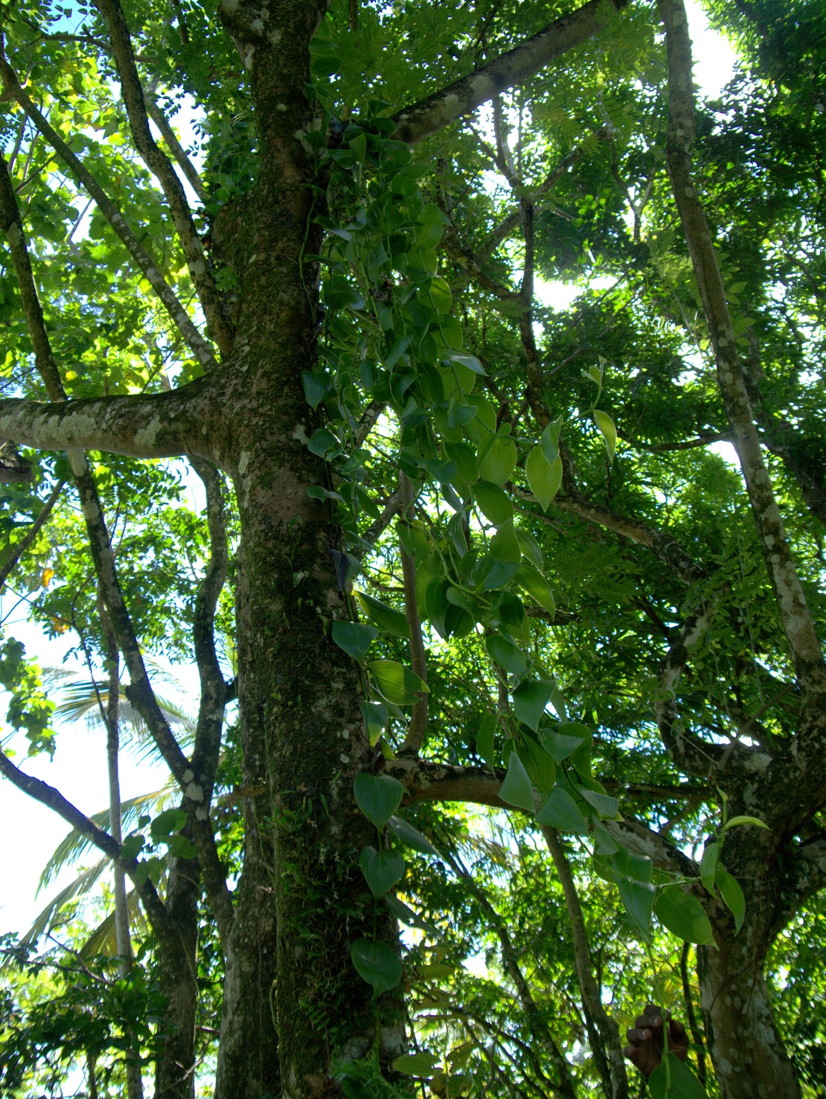 Peter Lovett's ramblings Vanilla orchid in St. Lucia, Millet bird