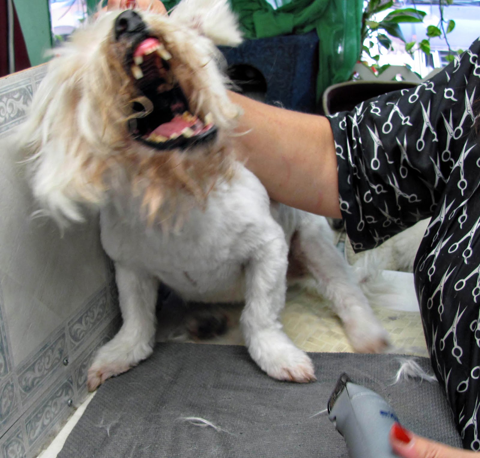 Pet Grooming The Good, The Bad, & The Furry What Do People THINK That