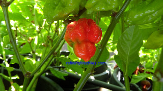 Butch T Scorpion Seeds