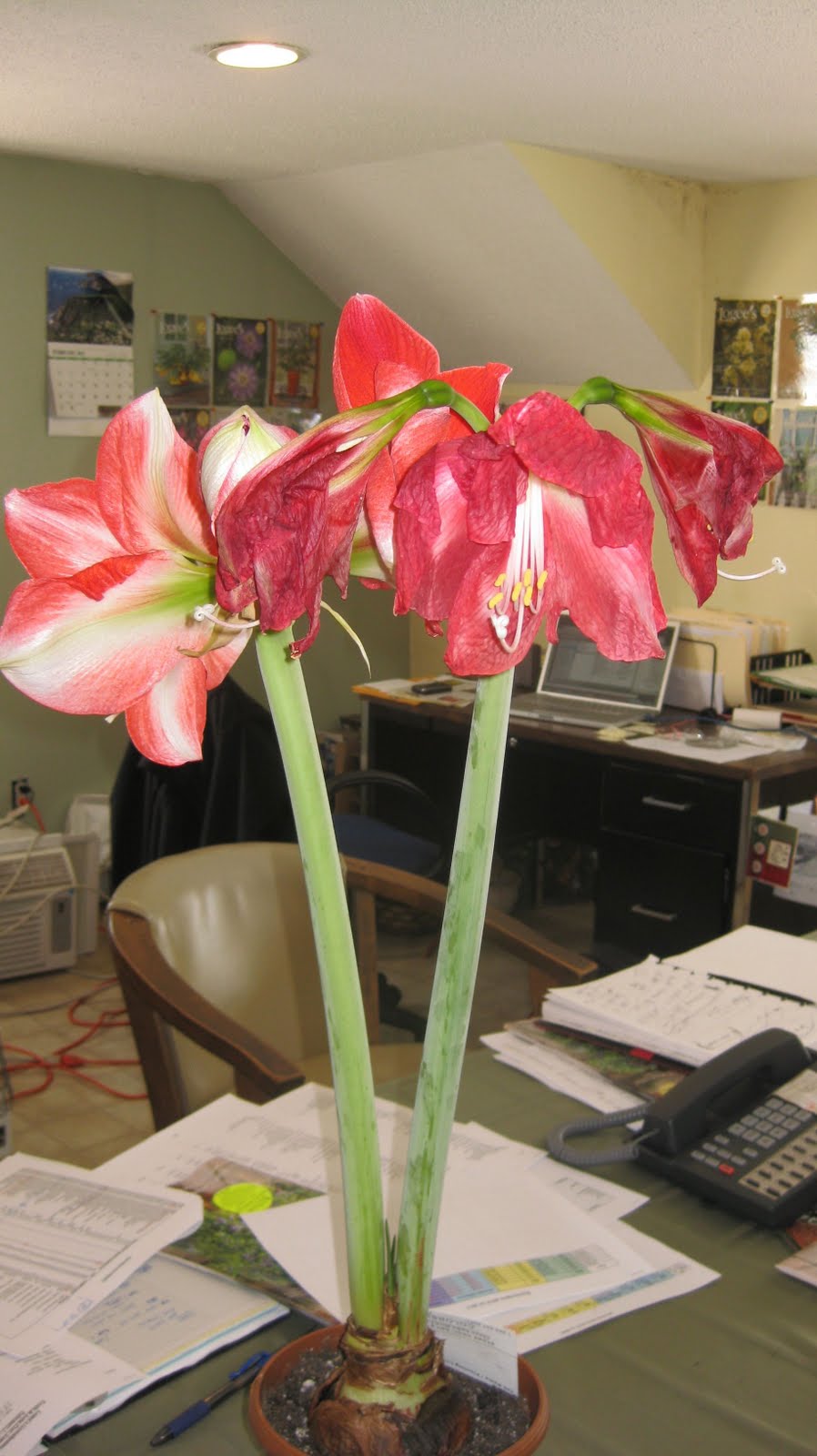 Logee�s Tropical Plants Blog After Bloom Care for Amaryllis