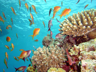 Рыбки в Шарм-эль-Шейх Поездка в Шарм-эль-Шейх