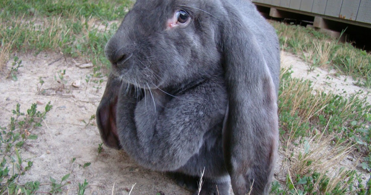 Tristar Rabbits On Fat Rabbits The English Lop Min. Weight Change