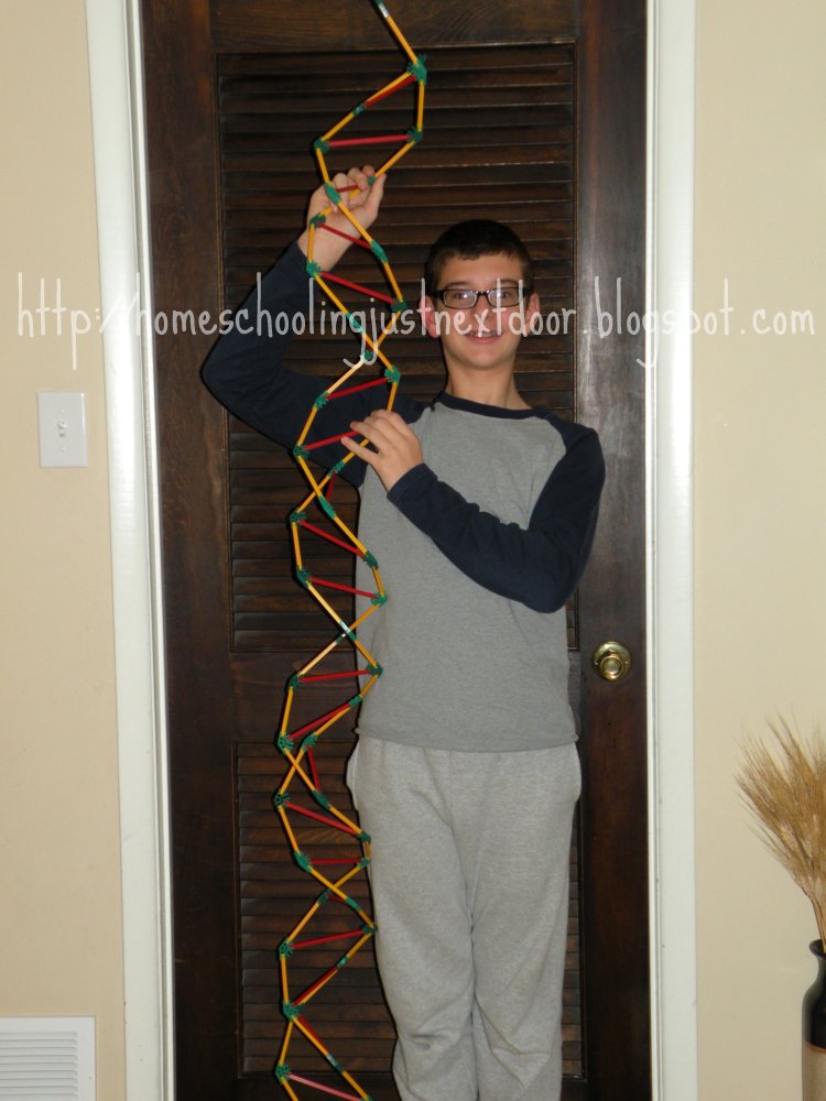 dna knex