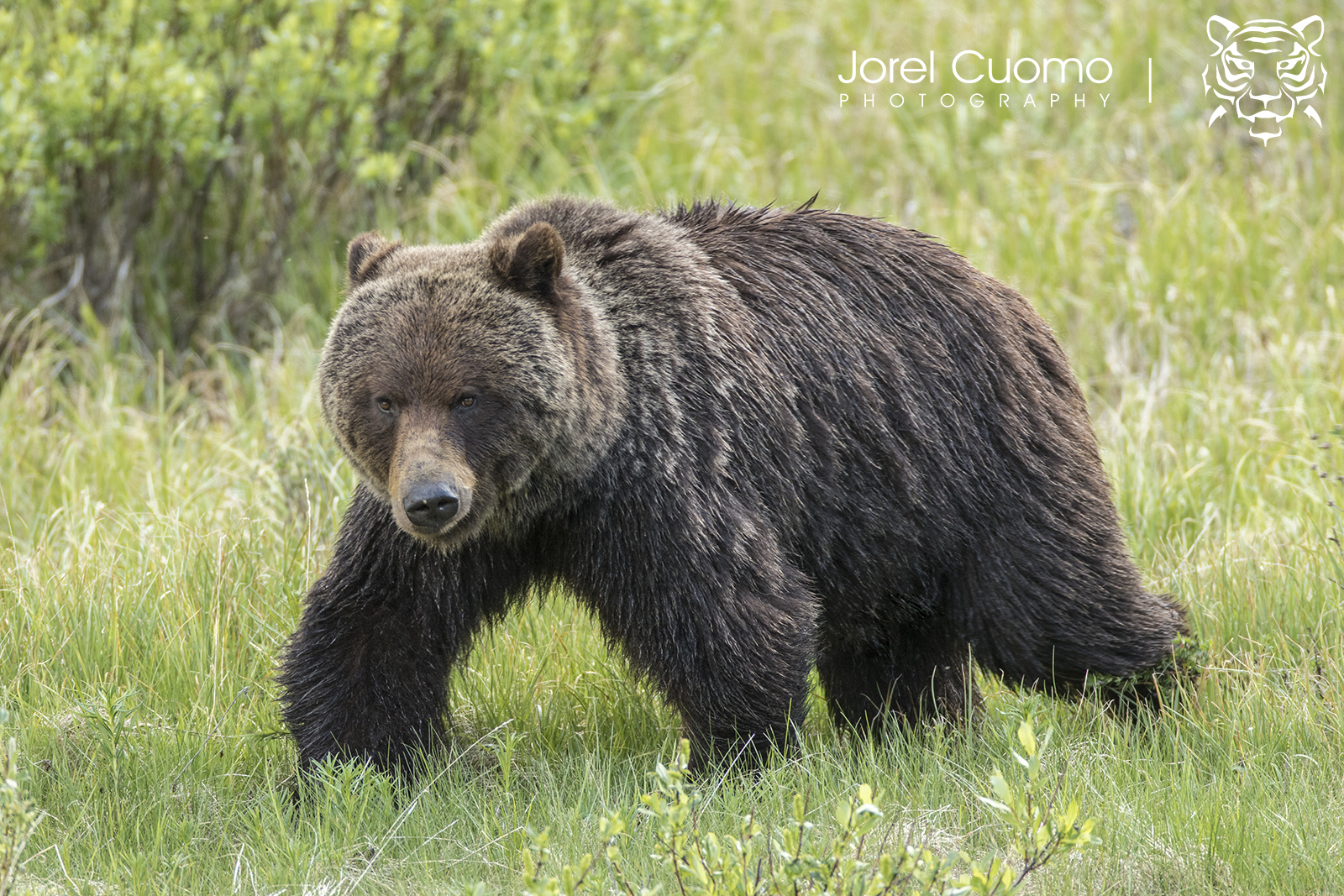 Jorel Cuomo Wildlife Photography