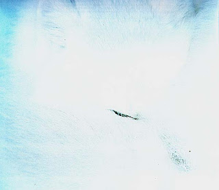 Арктическая лиса, залив Гудзон