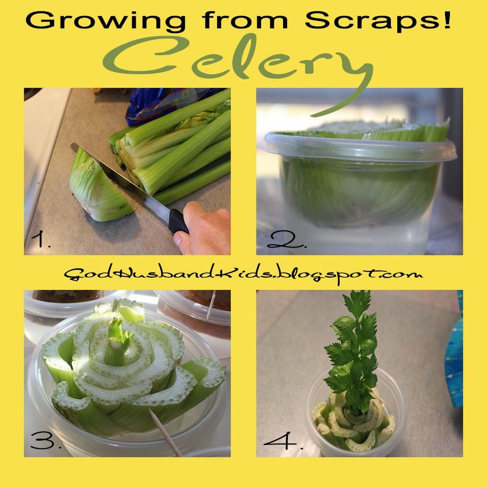 God Husband Kids Growing from Scraps!Celery