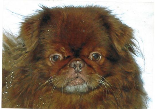 Im Visier Von Alqueda Guttenberg Uber Polnische Serientaterin Im