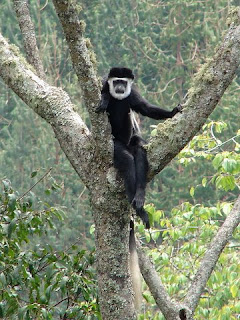 On your tour, you will likely see several kinds of monkeys including black and white colobus, red colobus, mangabey, red tail, vervet, and L’Hoest. Other wetlands mammals include baboons, sitatunga (an increasingly endangered swamp antelope), bush pigs, civet cats, mongooses, bush bucks and an occasional chimpanzee.