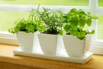 Malaysia Indoor Gardening Growing An Indoor Herb Garden