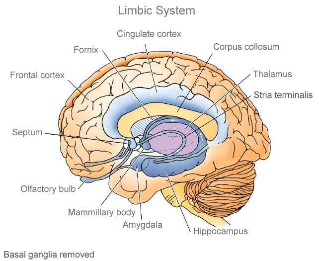 internal structure and functional areas of By looking at three different organizational structures – functional, matrix and develop and maintain a long-term body of experience and skills in specific areas. internal structure and functional areas of By looking at three different organizational structures – functional, matrix and develop and maintain a long-term body of experience and skills in specific areas.