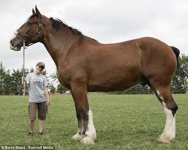 PICTURE PORTER The biggest horse, the world biggest horse, horse, the