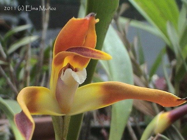 Maxillaria setigera