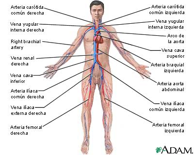 SISTEMA CIRCULATORIO