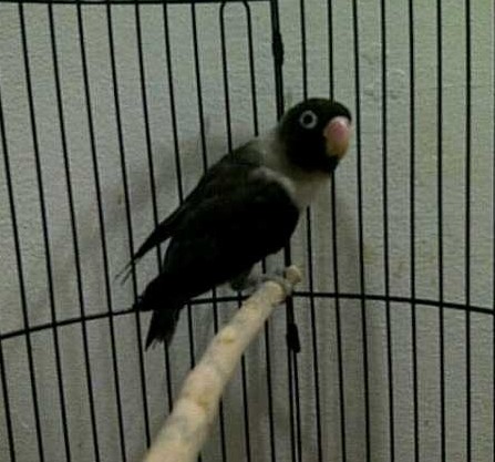 Lovebird Batman Burung Berkicau Suara Merdu