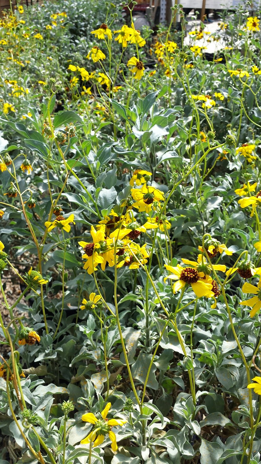 Star Nursery Blog Natives In Bloom
