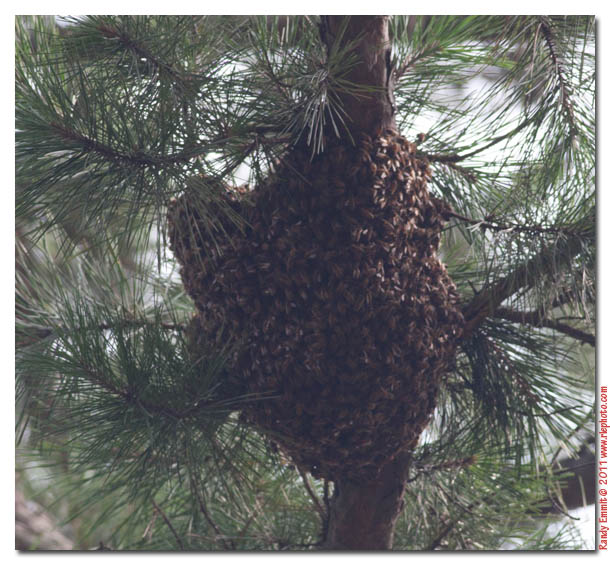 Randy & Meg's Garden Paradise Bee swarm rescue 60 ft up in pine tree!
