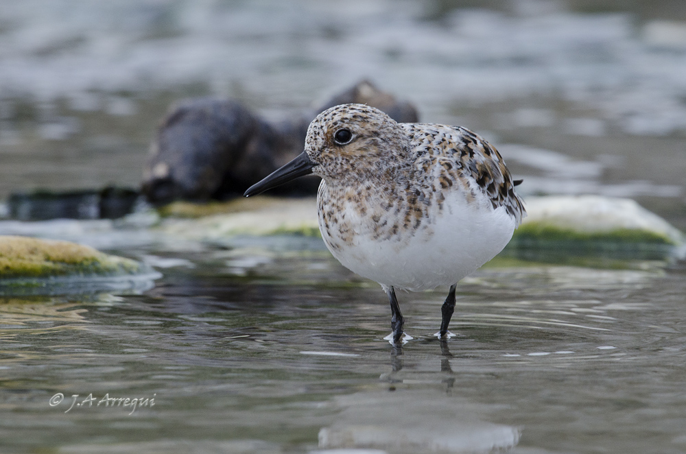 Correlimos tridactilo, Calidris alba, Sanderling Correlimos tridactilo, Calidris alba, Sanderling