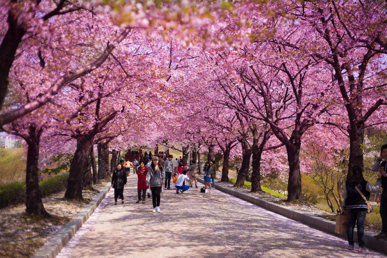 Melihat Keindahan Bunga Sakura Wisata Dunia