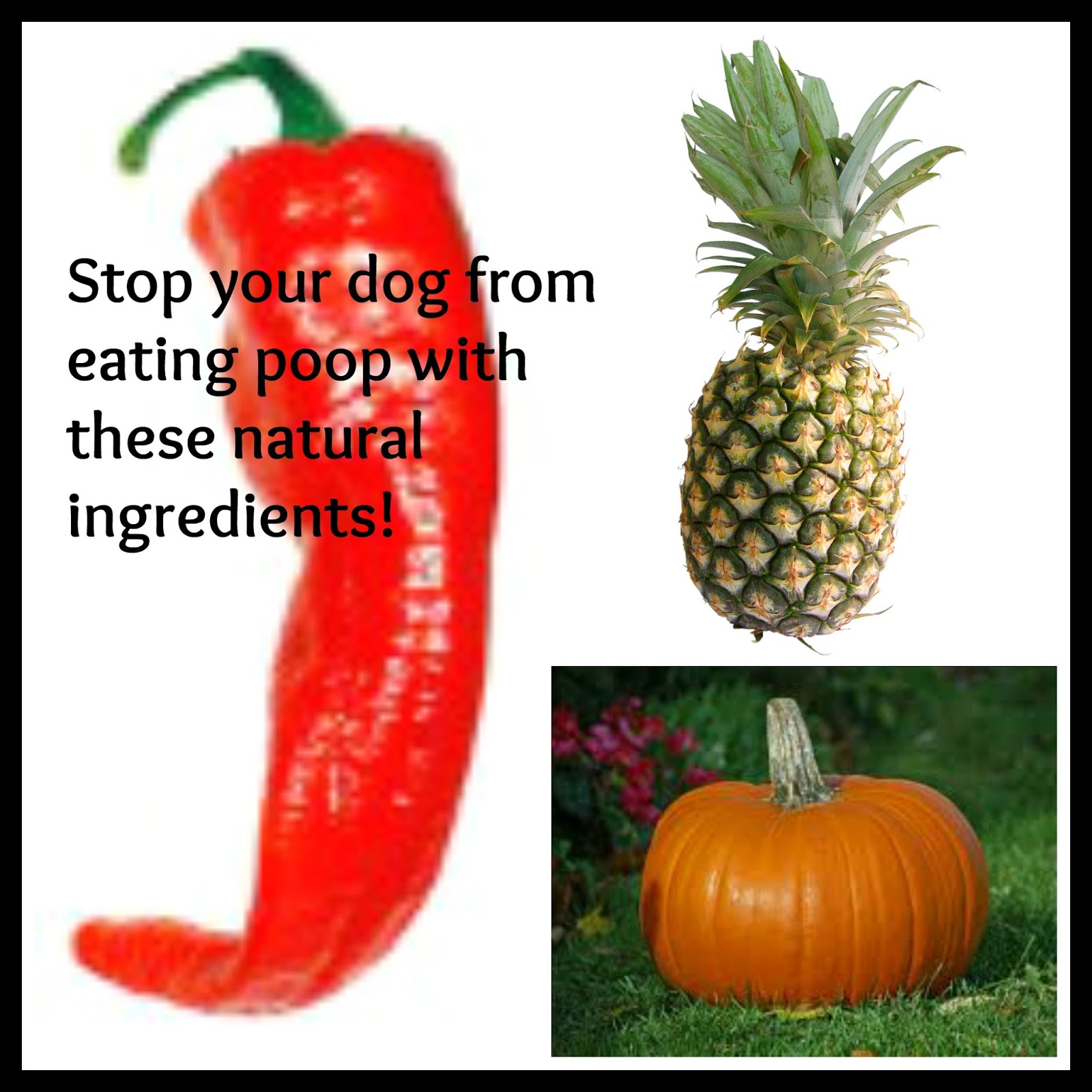 How do you stop a dog from eating poop?