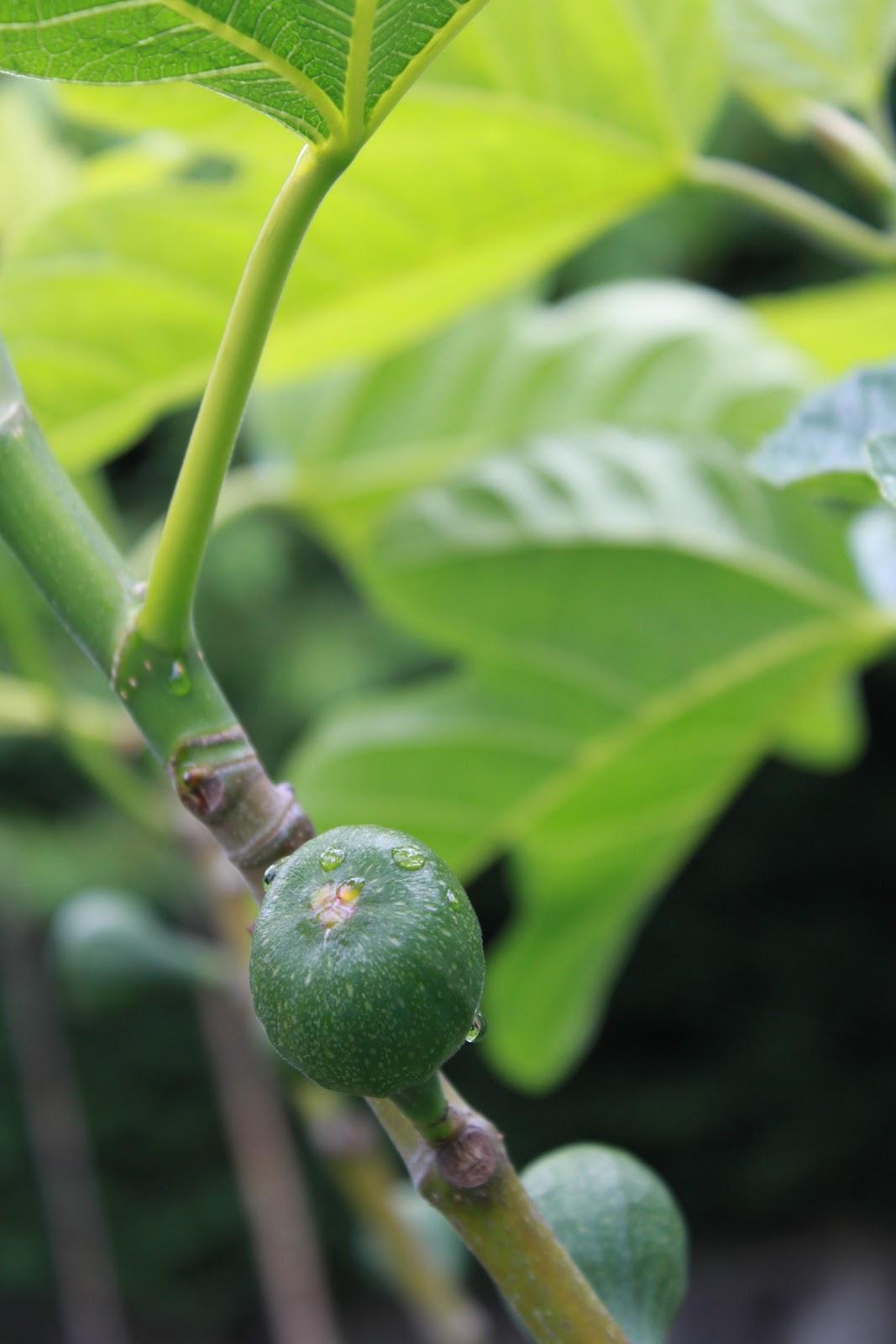 Jane Richmond Blog: In the Garden // Garden Tour