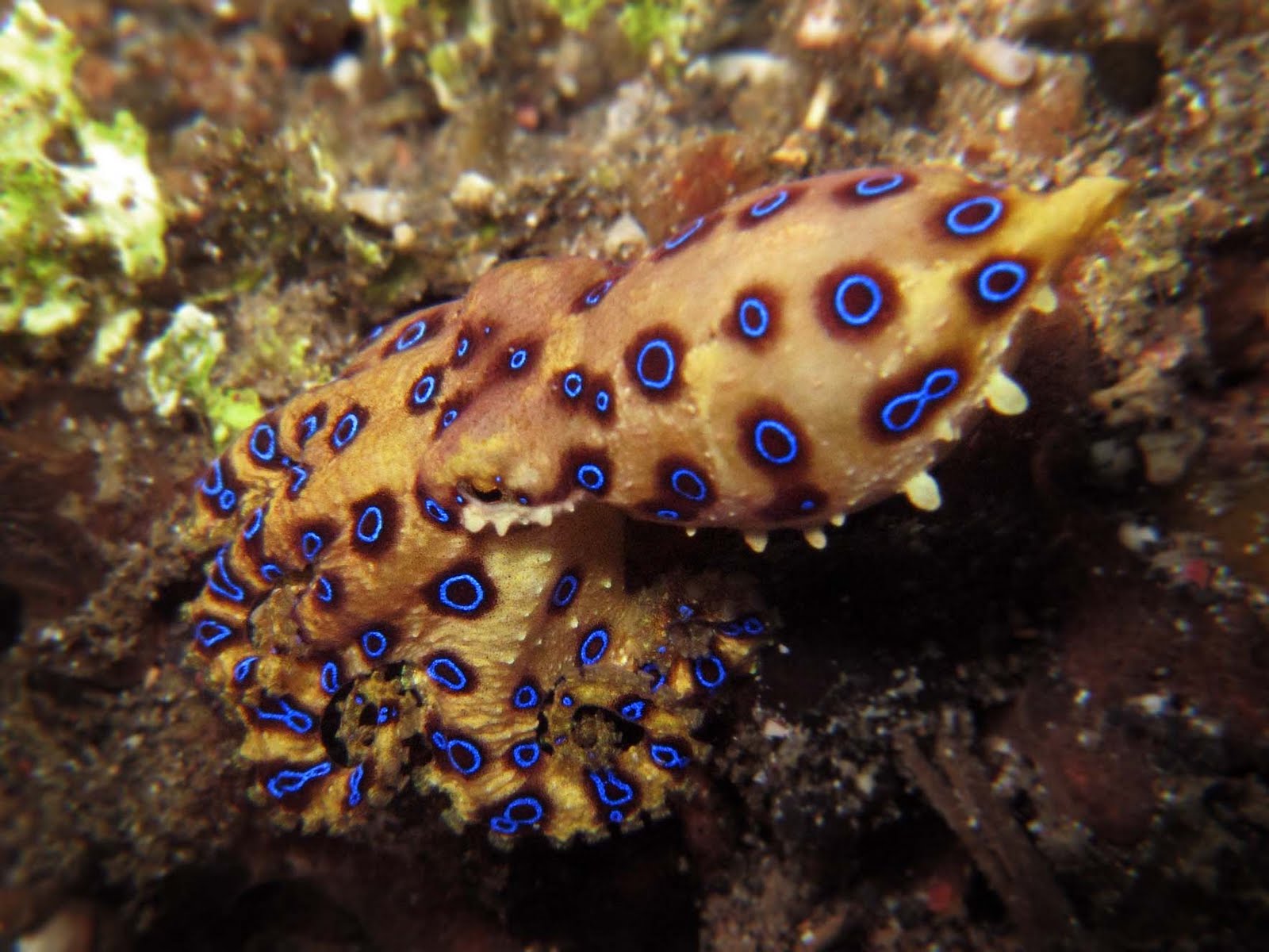 Blue Ringed Octopus Human Deaths Blue Ringed Octopus Human Deaths