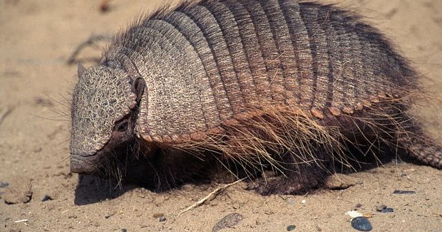 armadillo leprosy