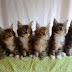 This captivating kittens dance Wiggle Wiggle, look on how they move!