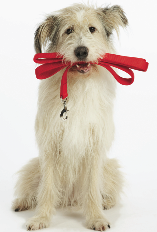 Training Leashes For Dogs Walking Training Leashes For Dogs Walking