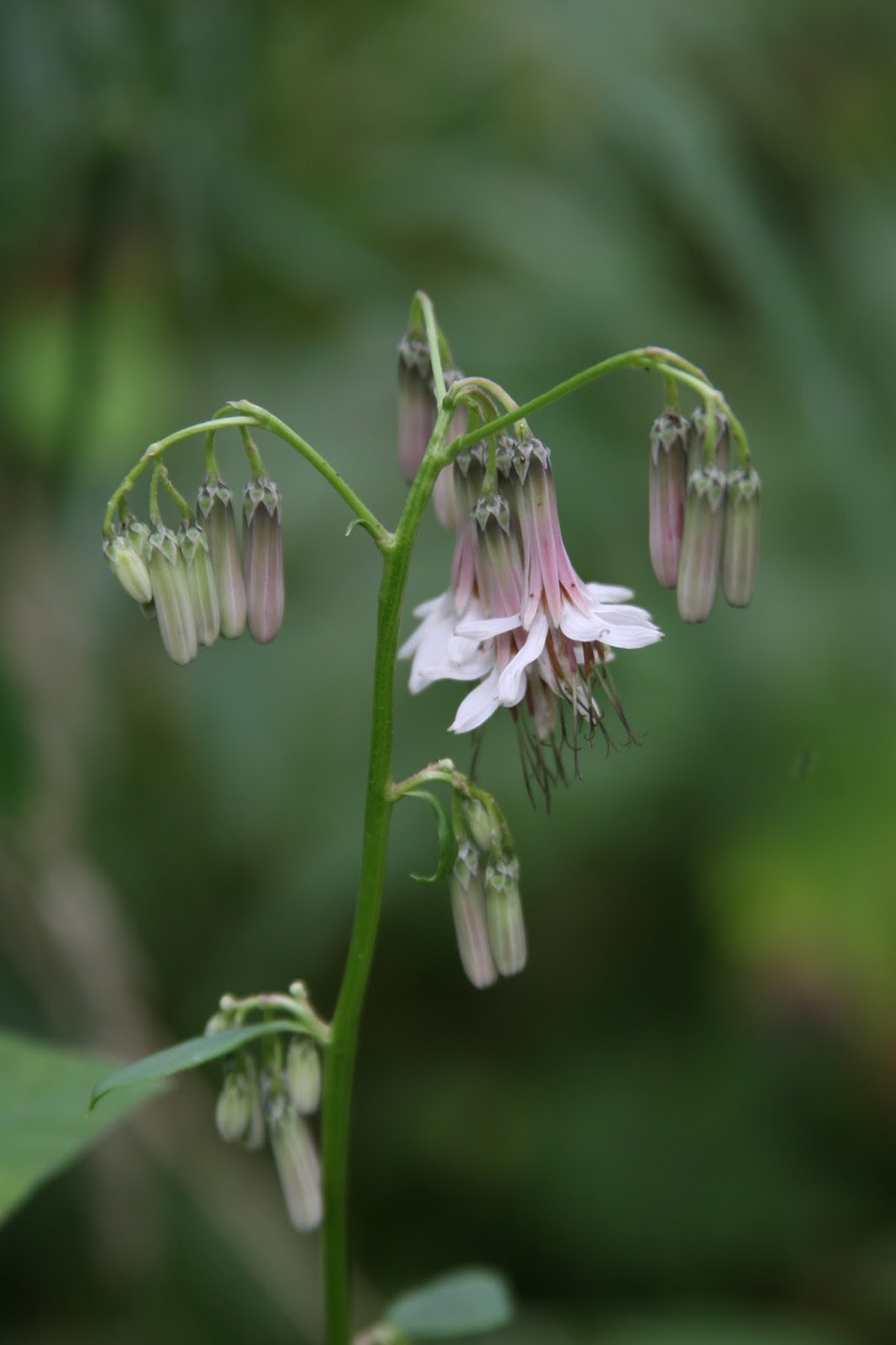 Isabella Conservation District Environmental Education Program Native