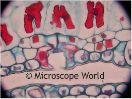 cross section of a pine needle under the microscope