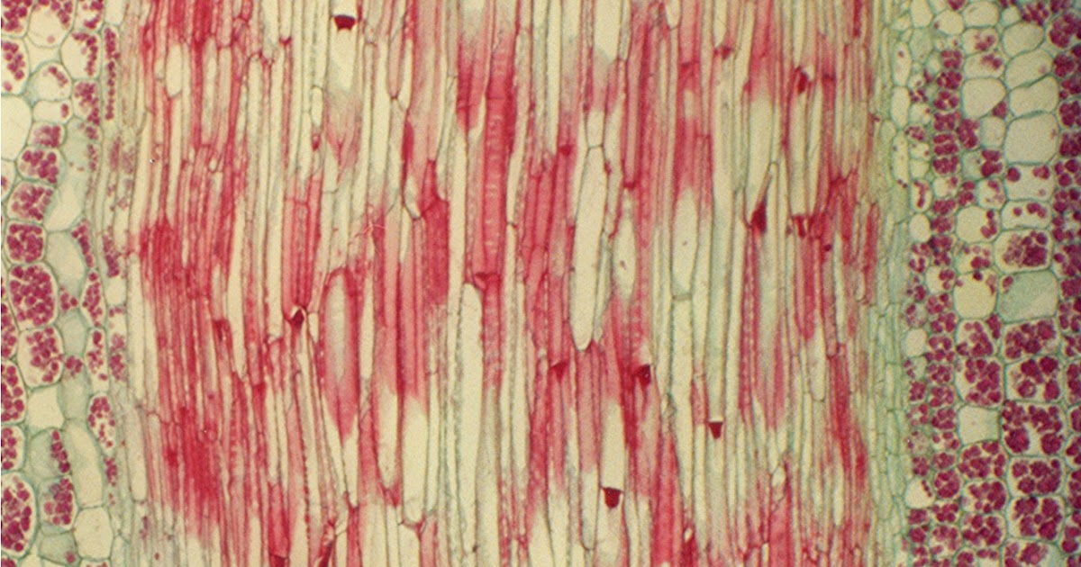 Science Xylem and phloem