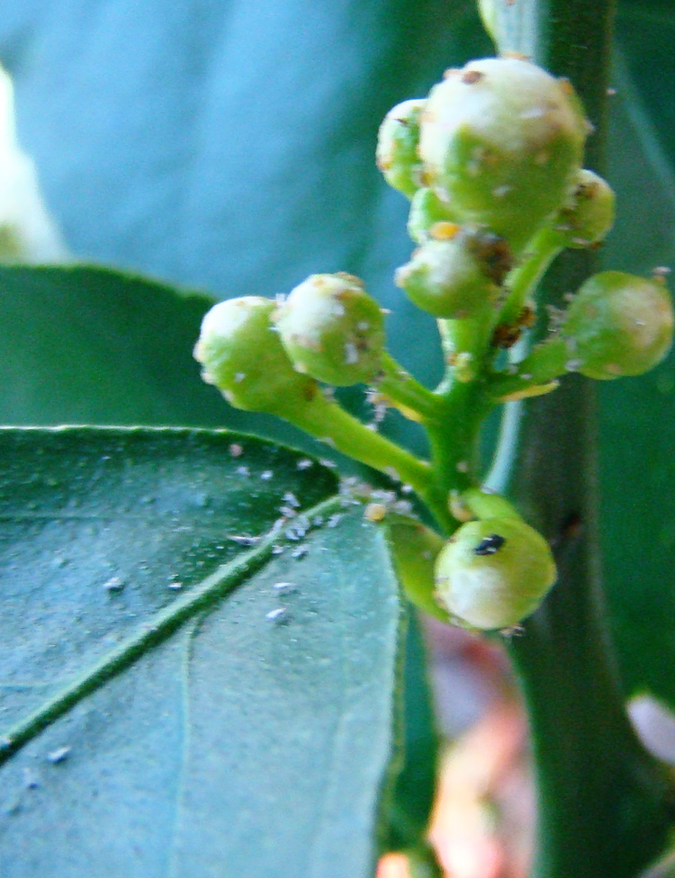 Rurification Organic Insecticide