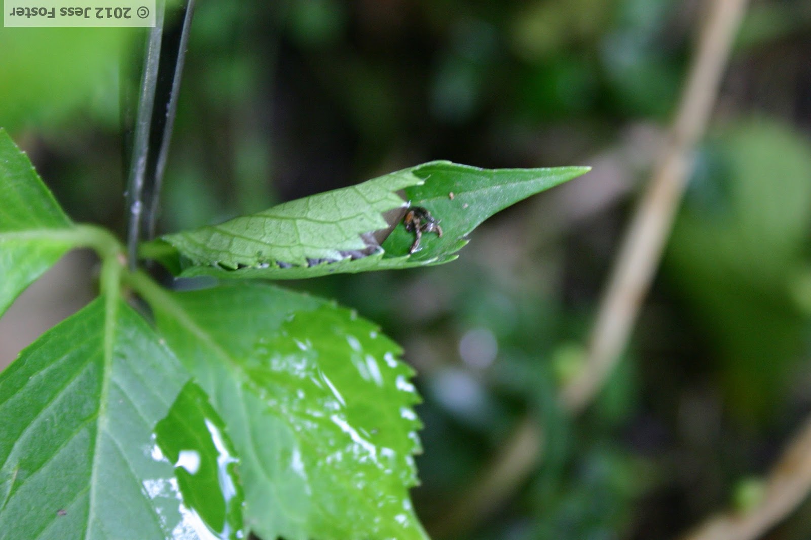 Sluggin' Along Leaf Rollers