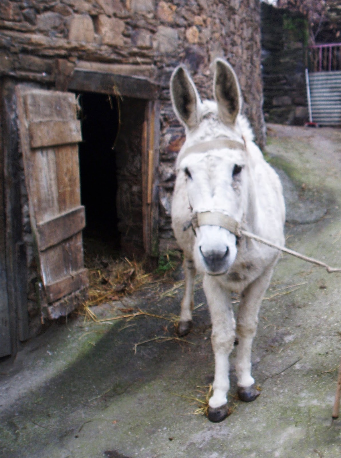 El burro desafía a su extinción en Valdeorras ValdeorrasDeCerca