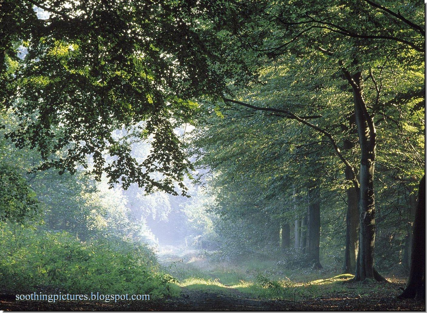 SOOTHING PEACE OF MIND NATURE PICTURES: Peace Of Mind Images: Forest