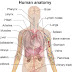 Anatomy Photo l Human Anatomy