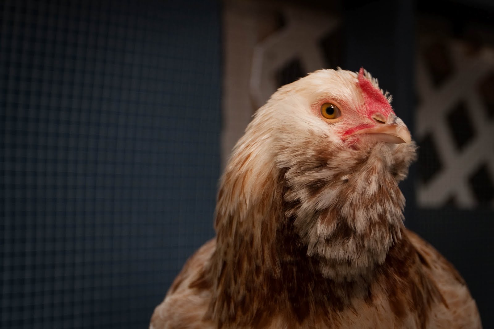 Wishingbee The Wrath of the Bearded Chickens