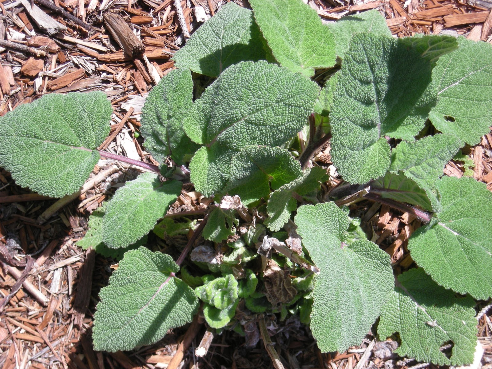 A Wandering Botanist Plant Confusions Garden Sage and Sagebrush are