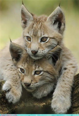 Baby Lynxes