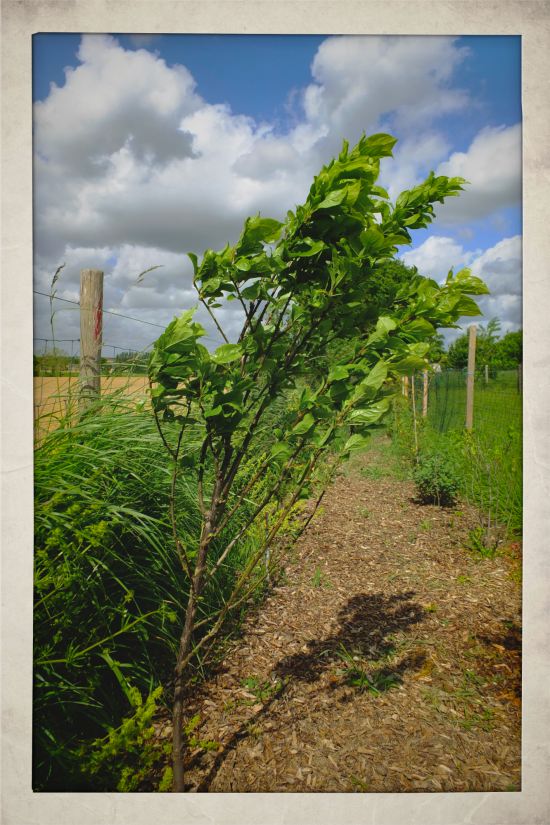 Future Plants By Randy Stewart Escallonia