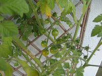 potager-carre1-progression-miaout-tomate1