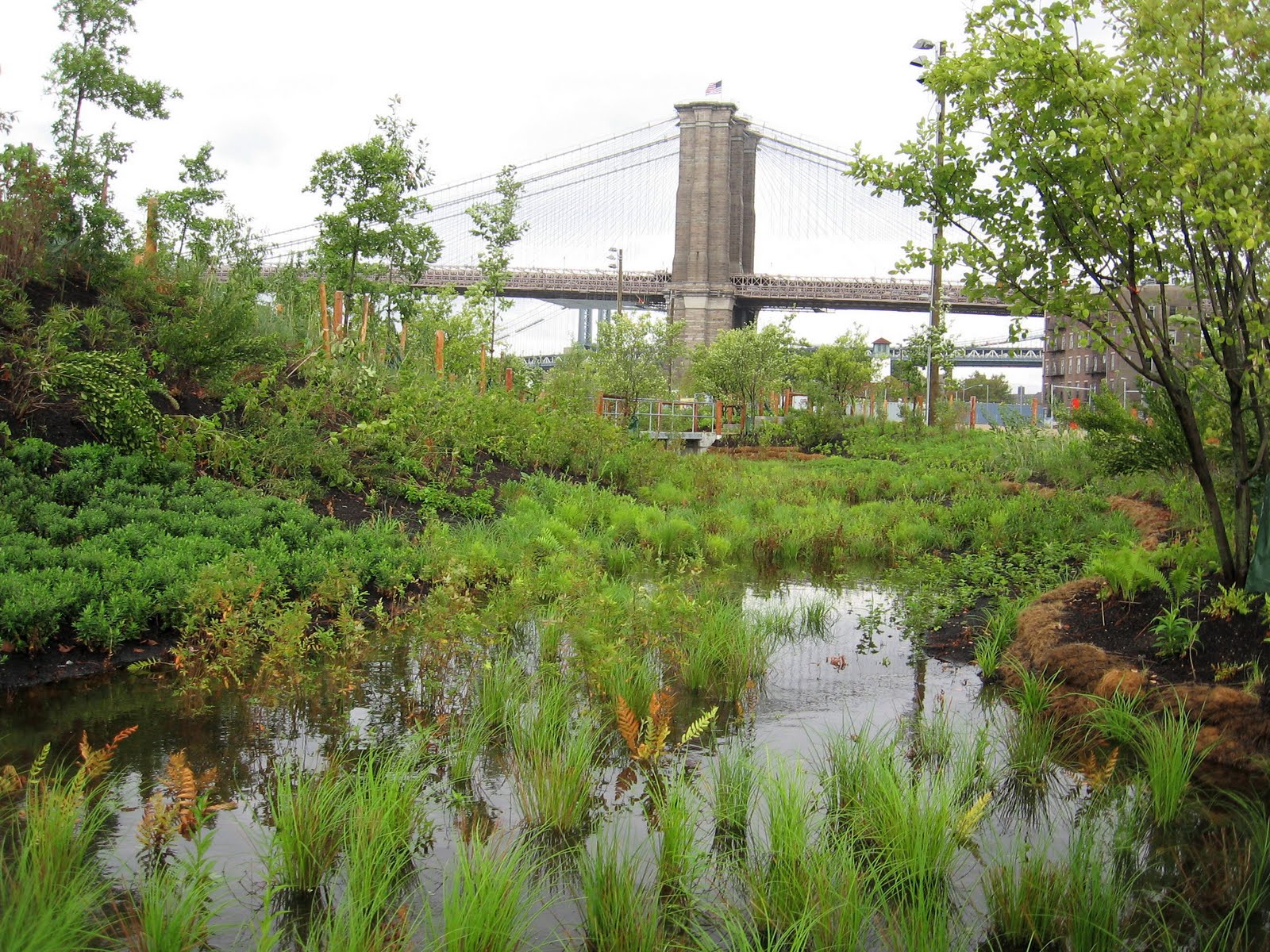 Nature on the Edge of New York City Wetlands at the shores of Manhattan