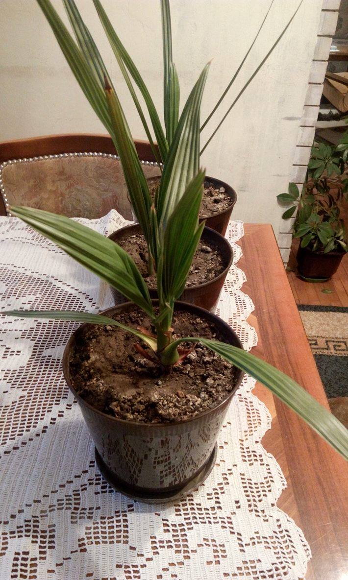 How to grow a date palm How to grow a date palm