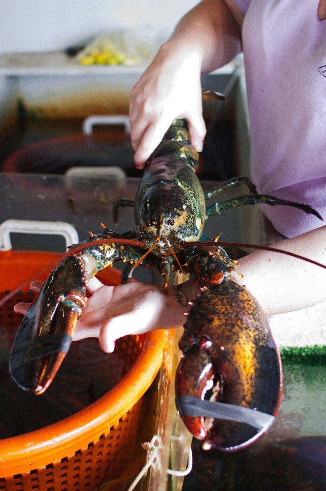 Pemaquid Lobster Co-op