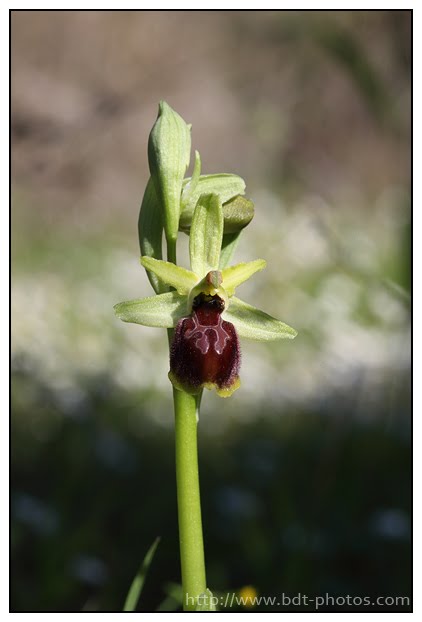 Ophrys arachnitiformis Ophrys-en-forme-d%2527araign%25C3%25A9e-%25288%2529