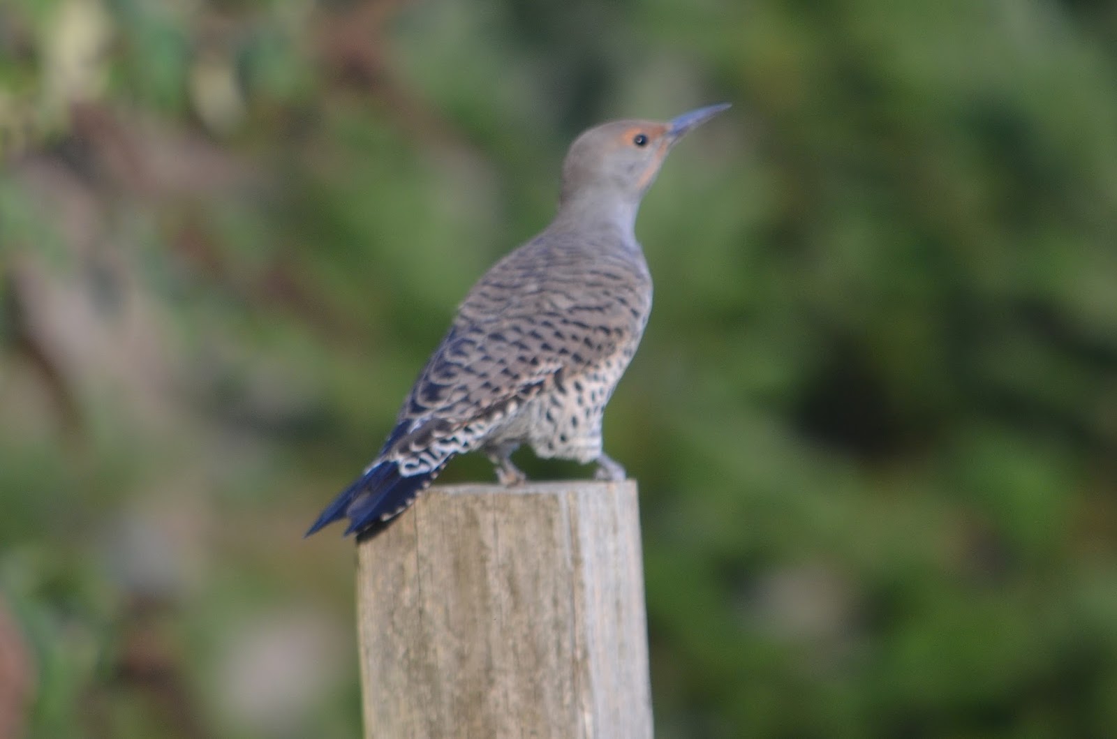My Bird Blog: Northern Flicker