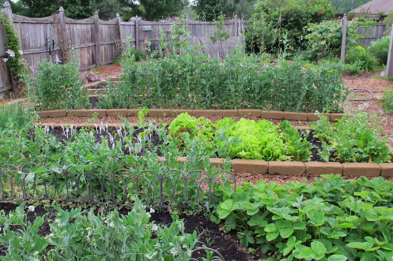 Vegetable Garden Ideas Minnesota dear friend and gardener - time is marching out of the garden Vegetable Garden Ideas Minnesota dear friend and gardener - time is marching out of the garden